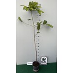 Eetbare tuin-edible garden Diospyros digyna - Black zapote - Caca poule