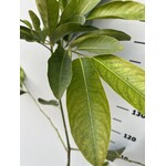 Eetbare tuin-edible garden Diospyros digyna - Black zapote - Caca poule