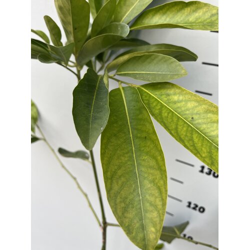 Eetbare tuin-edible garden Diospyros digyna - Black zapote - Caca poule