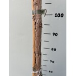 Eetbare tuin-edible garden Psidium guajava - Guave