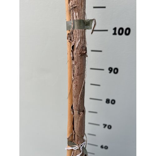 Eetbare tuin-edible garden Psidium guajava - Guava