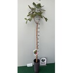 Eetbare tuin-edible garden Psidium guajava - Goyavier