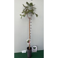 Eetbare tuin-edible garden Psidium guajava - Guava