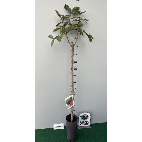 Eetbare tuin-edible garden Psidium guajava - Guava