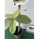 Eetbare tuin-edible garden Psidium guajava - Guave