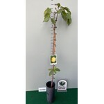 Eetbare tuin-edible garden Psidium guajava - Goyavier