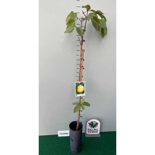 Eetbare tuin-edible garden Psidium guajava - Guava