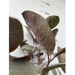 Eetbare tuin-edible garden Psidium guajava - Goyavier