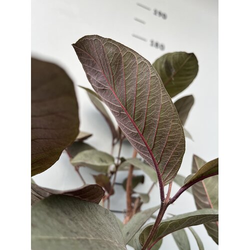 Eetbare tuin-edible garden Psidium guajava - Goyavier