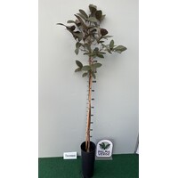 Eetbare tuin-edible garden Psidium guajava - Goyavier