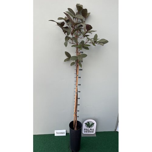 Eetbare tuin-edible garden Psidium guajava - Guave