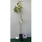 Eetbare tuin-edible garden Annona cherimola - Cherimoya