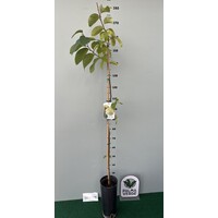 Eetbare tuin-edible garden Annona cherimola - Cherimoya