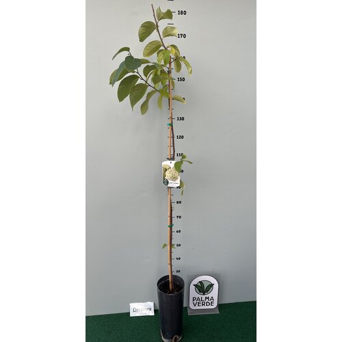 Eetbare tuin-edible garden Annona cherimola - Cherimoya