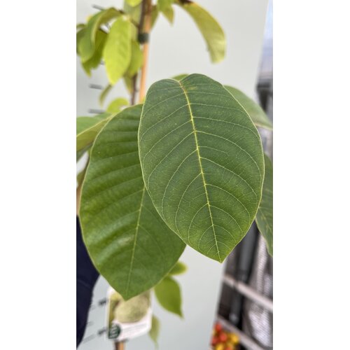 Eetbare tuin-edible garden Annona cherimola - Cherimoya