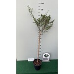 Woestijn-desert Argania spinosa - Arganboom