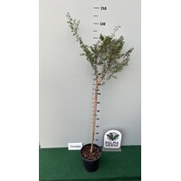 Woestijn-desert Argania spinosa - Argan Tree