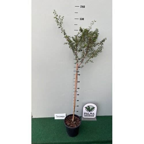 Woestijn-desert Argania spinosa - Arganier - Argan