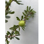 Woestijn-desert Argania spinosa - Arganier - Argan