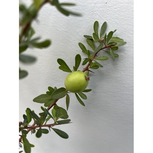 Woestijn-desert Argania spinosa - Argan Tree