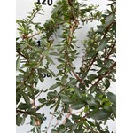 Woestijn-desert Argania spinosa - Arganboom