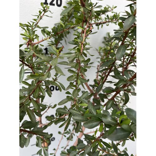 Woestijn-desert Argania spinosa - Argan Tree