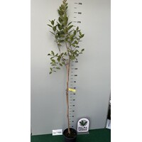 Eetbare tuin-edible garden Psidium littorale Golden - Gele guave