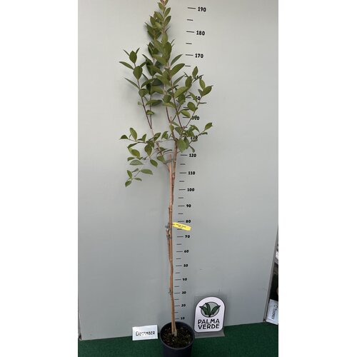 Eetbare tuin-edible garden Psidium littorale Golden - Gele guave