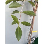 Eetbare tuin-edible garden Psidium littorale Golden - Gele guave