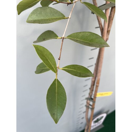 Eetbare tuin-edible garden Psidium littorale Golden - Gele guave