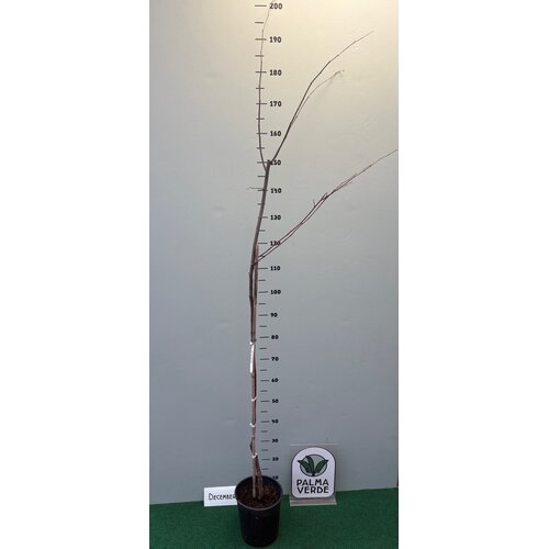 Eetbare tuin-edible garden Cydonia oblonga  "Champion" - Pomme Cognassier