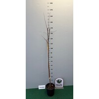 Eetbare tuin-edible garden Cydonia oblonga "Vranja" - Cognassier