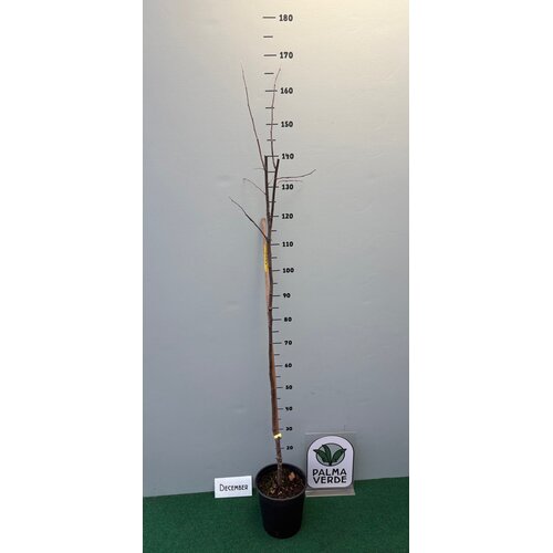 Eetbare tuin-edible garden Cydonia oblonga "Vranja" - Cognassier