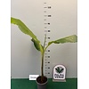 Bananen-bananas Musa x. himalayensis - Himalaya banaan