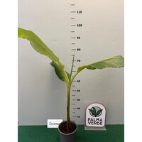 Bananen-bananas Musa himalayensis speciosa - Himalaya banaan