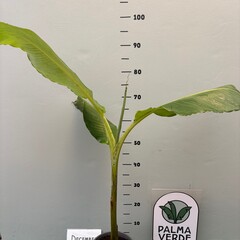 Bananen-bananas Musa x. speciosa - Himalaya banaan