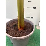 Bananen-bananas Musa himalayensis speciosa - Himalaya banana