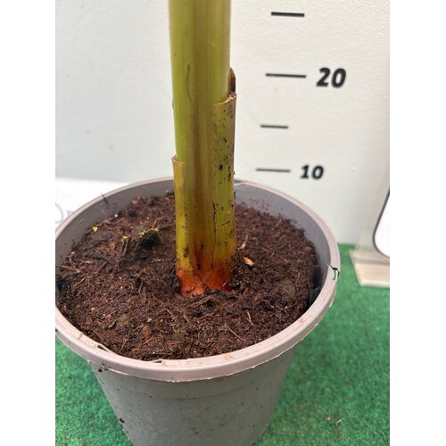 Bananen-bananas Musa himalayensis speciosa - Himalaya banaan