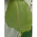 Bananen-bananas Musa x. himalayensis - Himalaya banaan