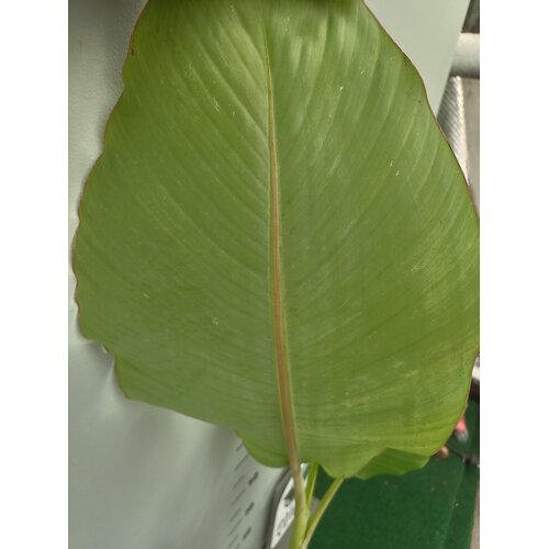 Bananen-bananas Musa himalayensis speciosa - Himalaya banaan