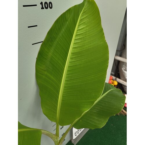 Bananen-bananas Musa himalayensis speciosa - Himalaya banaan