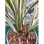 Blad-leaf Dianella tasmanica variegata - Tasmanian Flax Lily