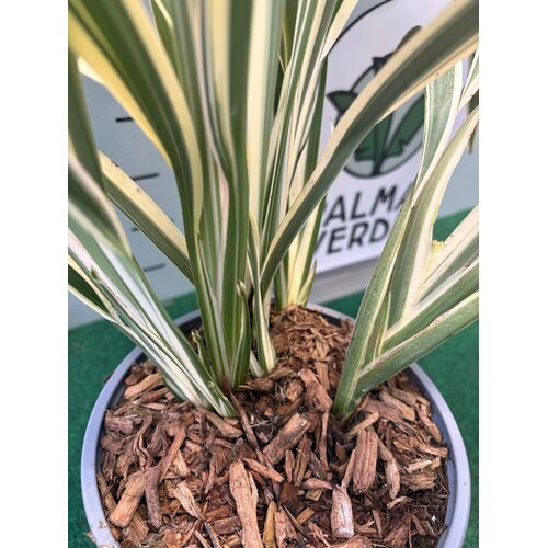 Blad-leaf Dianella tasmanica variegata - Lys de lin de Tasmanie