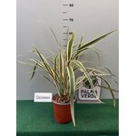 Blad-leaf Dianella tasmanica variegata - Lys de lin de Tasmanie