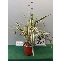 Blad-leaf Dianella tasmanica variegata - Lys de lin de Tasmanie