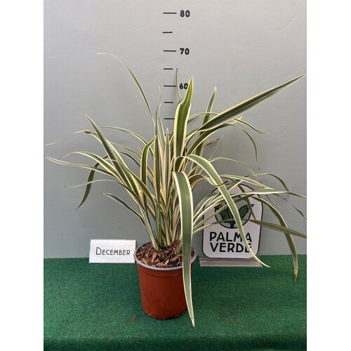 Blad-leaf Dianella tasmanica variegata - Tasmanian Flax Lily