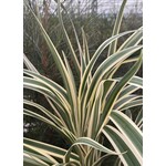 Blad-leaf Dianella tasmanica variegata - Tasmanian Flax Lily