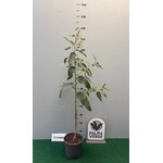 Bomen-trees Eucalyptus citriodora - Lemon Eucalyptus