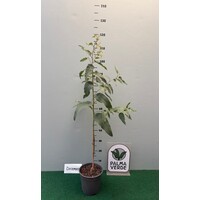 Bomen-trees Eucalyptus citriodora - Lemon Eucalyptus