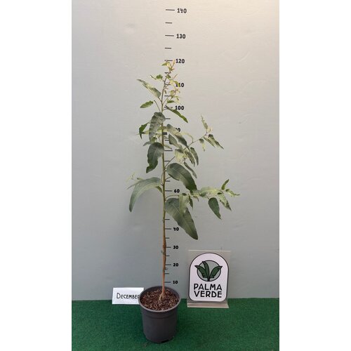 Bomen-trees Eucalyptus citriodora - Citroeneucalyptus